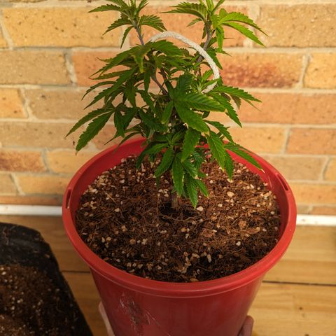 Trainwreck #2 growlog timeline photo