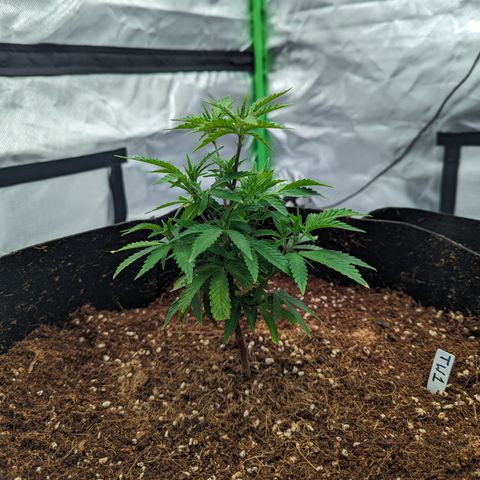 Trainwreck #1 growlog timeline photo