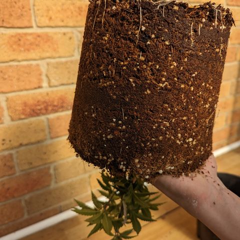 Trainwreck #2 growlog timeline photo