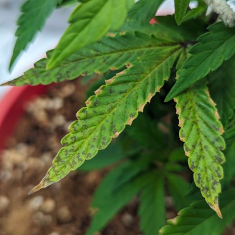 Trainwreck #2 growlog timeline photo
