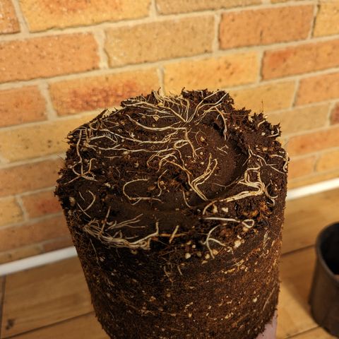 Trainwreck #2 growlog timeline photo