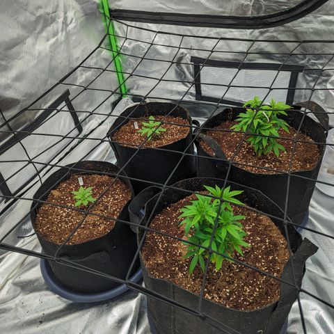 Green Crack #2 growlog timeline photo