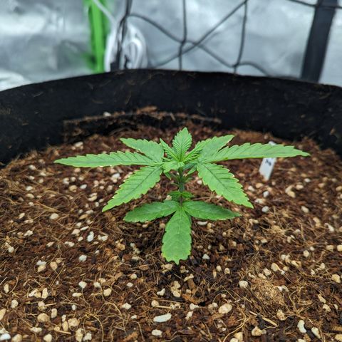 Wedding Cake #2 growlog timeline photo