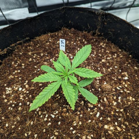 Wedding Cake #2 growlog timeline photo