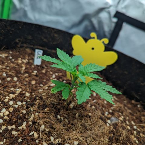 Green Crack #2 growlog timeline photo