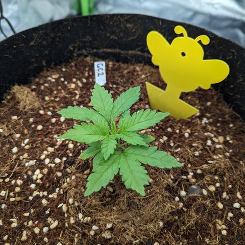 Green Crack #2 growlog timeline photo