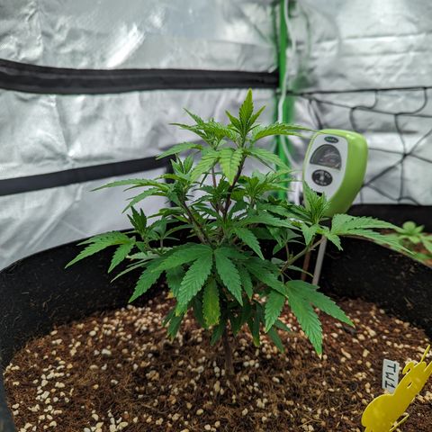 Trainwreck #1 growlog timeline photo