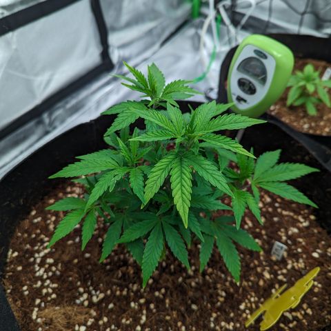 Trainwreck #1 growlog timeline photo