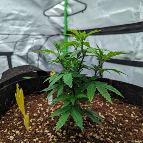 Trainwreck #2 growlog timeline photo