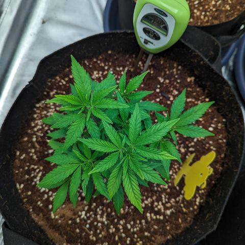 Trainwreck #1 growlog timeline photo