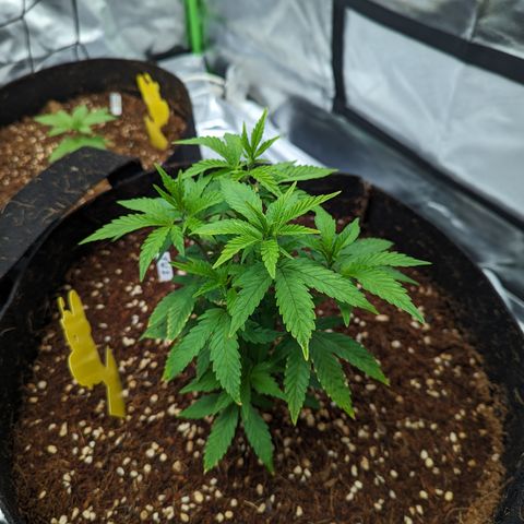 Trainwreck #2 growlog timeline photo