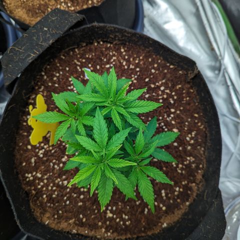 Trainwreck #2 growlog timeline photo