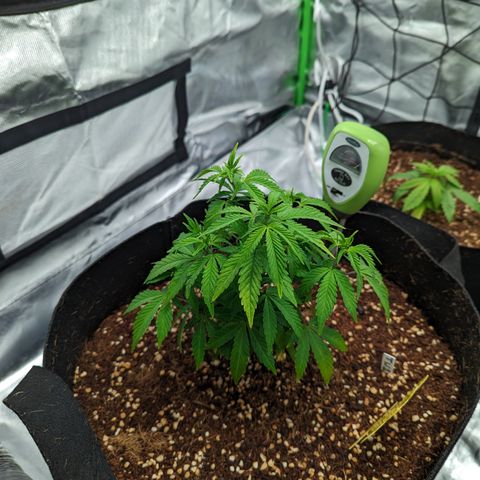 Trainwreck #1 growlog timeline photo