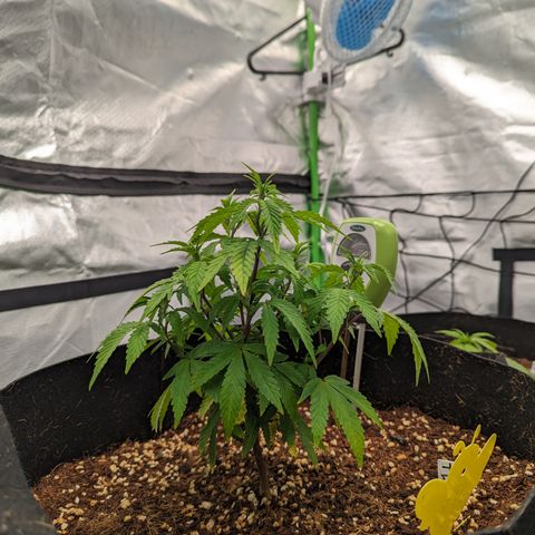 Trainwreck #1 growlog timeline photo