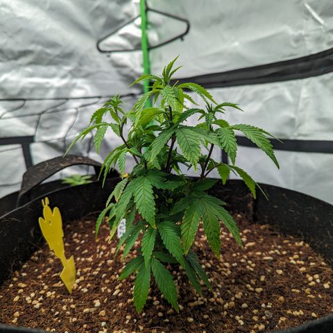 Trainwreck #2 growlog timeline photo