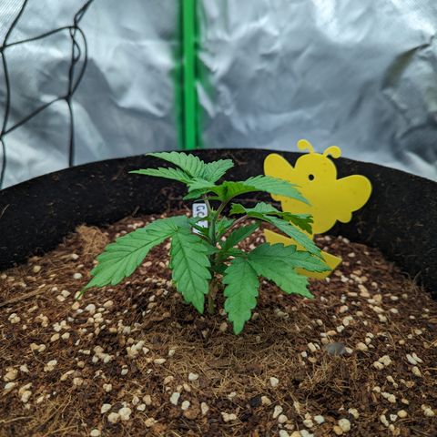 Green Crack #2 growlog timeline photo
