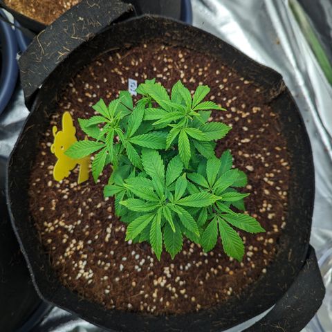 Trainwreck #2 growlog timeline photo
