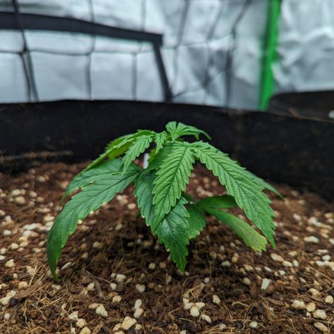 Wedding Cake #2 growlog timeline photo