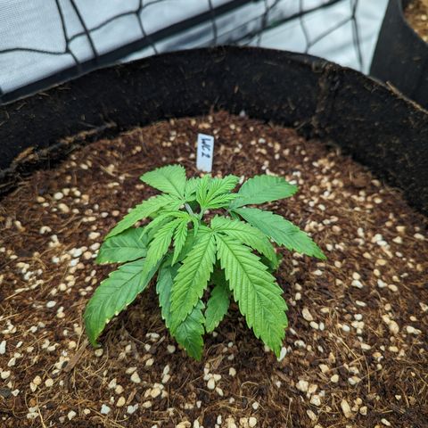 Wedding Cake #2 growlog timeline photo