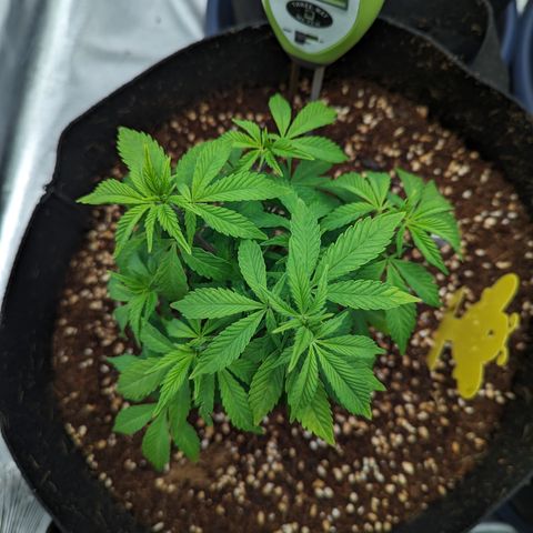 Trainwreck #1 growlog timeline photo