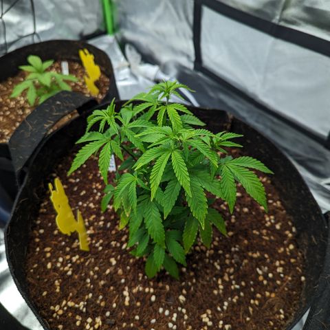 Trainwreck #2 growlog timeline photo