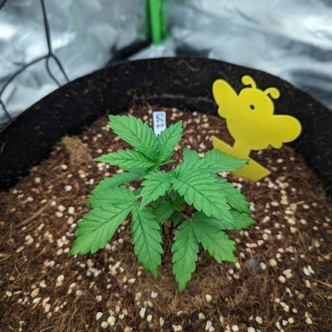 Green Crack #2 growlog timeline photo