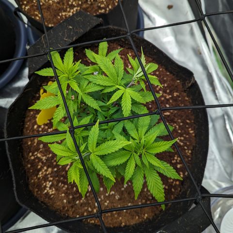 Trainwreck #2 growlog timeline photo