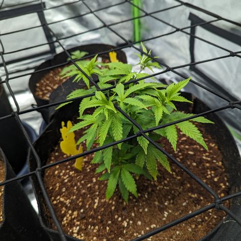 Trainwreck #2 growlog timeline photo