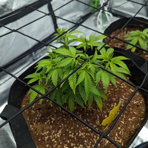 Trainwreck #1 growlog timeline photo