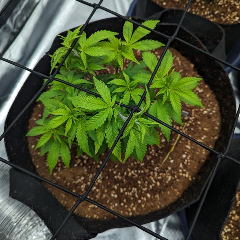 Trainwreck #1 growlog timeline photo