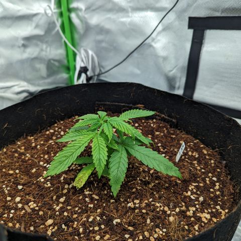 Wedding Cake #2 growlog timeline photo