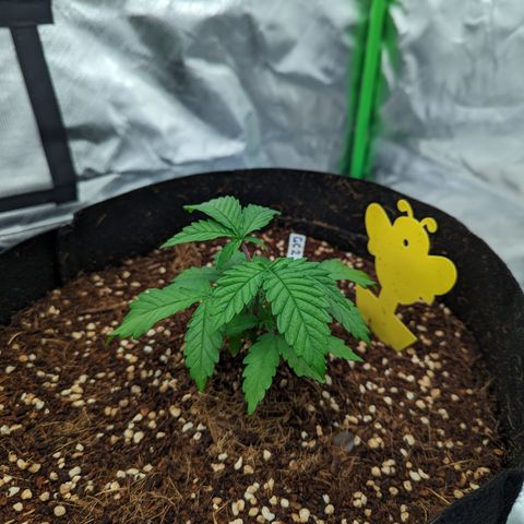 Green Crack #2 growlog timeline photo