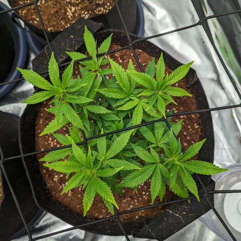 Trainwreck #2 growlog timeline photo