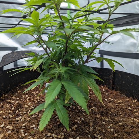 Trainwreck #2 growlog timeline photo