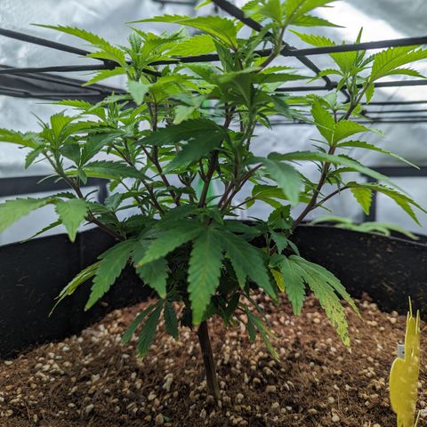 Trainwreck #1 growlog timeline photo