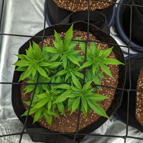 Trainwreck #1 growlog timeline photo
