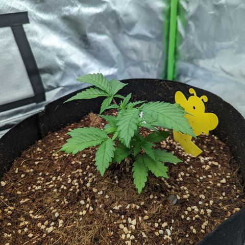 Green Crack #2 growlog timeline photo