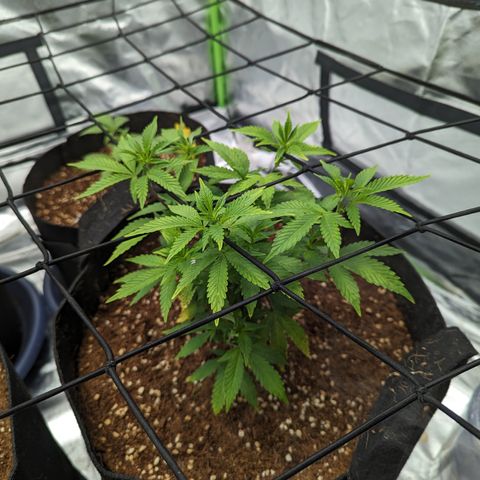 Trainwreck #2 growlog timeline photo