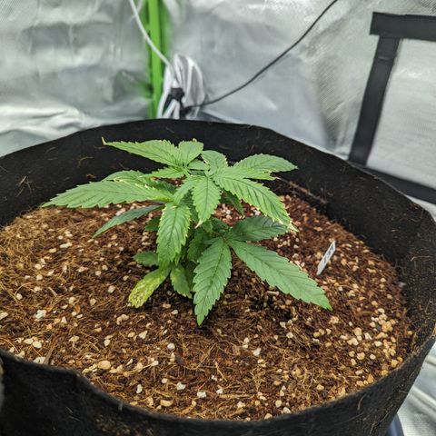 Wedding Cake #2 growlog timeline photo