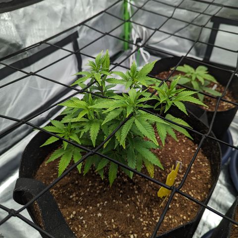 Trainwreck #1 growlog timeline photo