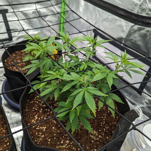Trainwreck #2 growlog timeline photo