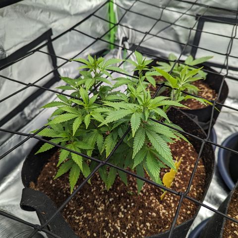 Trainwreck #1 growlog timeline photo