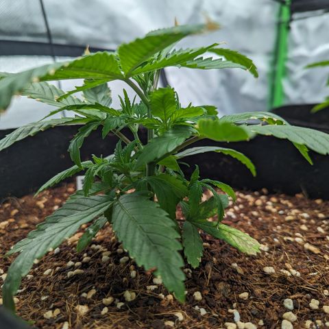 Wedding Cake #2 growlog timeline photo