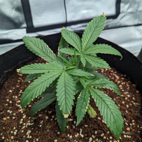 Wedding Cake #2 growlog timeline photo