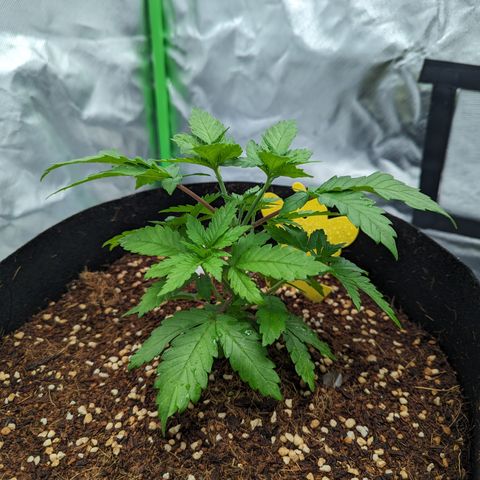 Green Crack #2 growlog timeline photo