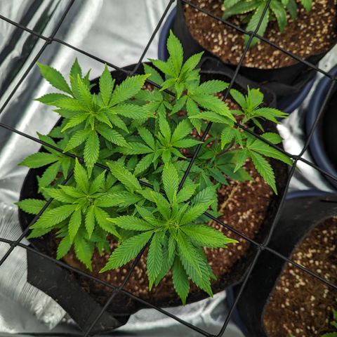 Trainwreck #1 growlog timeline photo