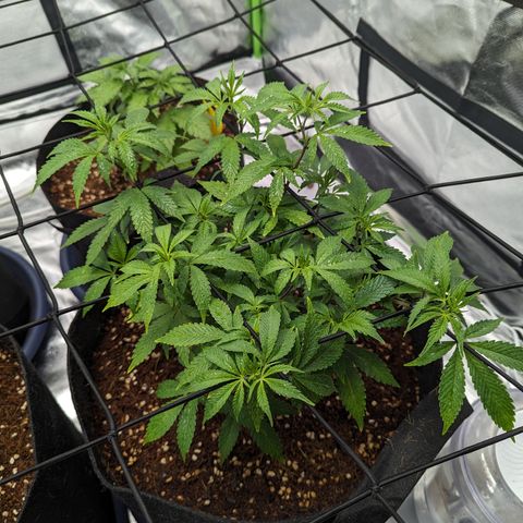 Trainwreck #2 growlog timeline photo
