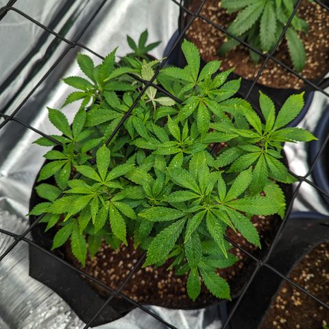 Trainwreck #1 growlog timeline photo