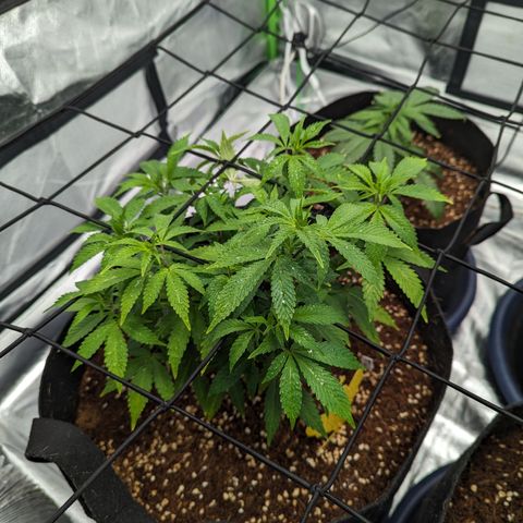 Trainwreck #1 growlog timeline photo