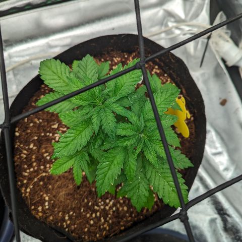 Green Crack #2 growlog timeline photo